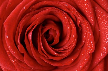 rosa vermelha em grande plano