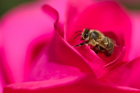 rosa vermelha e abelha