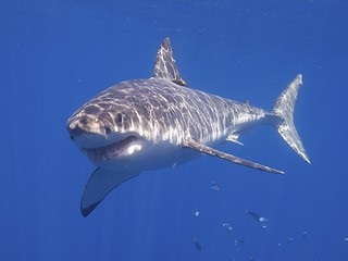tubarão branco