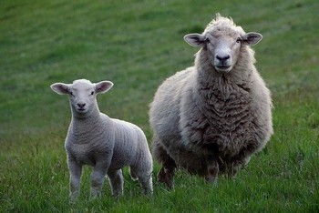ovelha e cordeiro